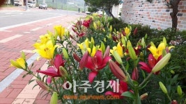 파주시 여름꽃으로 물들다