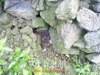 [단독]제주, 무늬만 돼지열병 청정지역…양돈장 관리는 엉망