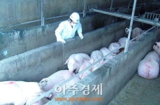 경기도 계열주체 출하농가 대상 구제역 항체 집중검사