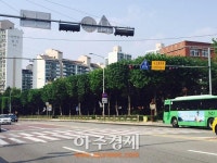 군포시 플라타너스 247주 테마 전정