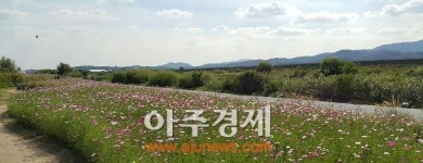성남시 탄천 습지공원 코스모스길 장관 이뤄