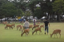 [아주동영상] 사슴과 함께 소풍을 일본 나라 사슴공원