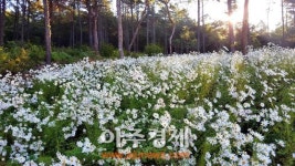 파주시, 율곡수목원 내 사임당숲 구절초 만개