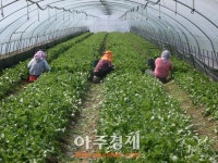청양군, 맑은 향기 아삭한 식감 봄나물 대명사 곰취 겨울에도 맛보세요!