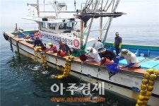 군산시, 관내 해역에 해삼 210만 마리 방류