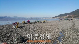 순천만 와온해변, 자연산 굴 체험장 개장