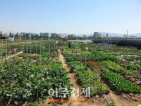 성남시 맞은 편 실버텃밭 2500명 무료 분양