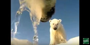 [아주동영상] 물고 뜯고 맛보고...북극곰이 보여주는 고군분투 북극 생활기