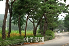 수원시, 노송 후계목 증식으로 노송지대 복원