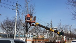 하남시 안전·쾌적한 가로수 정비사업 추진