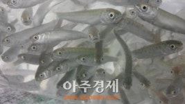 경북도 민물고기연구센터, 3개 하천에 어린연어 120만 마리 방류