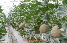 부여군, 시설원예 연작피해 대비 13억4천만원 투입