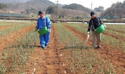 충북농업기술원, 봄철 마늘생육 관리가 풍년 농사 