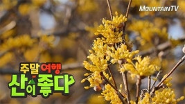 [주말 여행은 여기]산수유 만발한 지리산 둘레길, 봄꽃 트레킹 코스로 각광