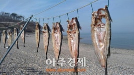 살랑이는 봄바람 따라 야생화의 천국 풍도로 여행 갈까?