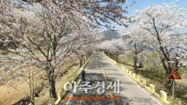 [포토] 경기도 광주시 남종면 팔당로 벚꽃만개