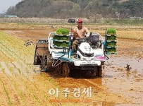 <포토>보령지역 첫 모내기로 풍년 영농 스타트!