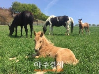 경기도축산진흥센터에서, 망아지 2마리 출산