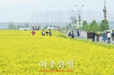9만5000명 유채꽃축제 즐겼어요…구리 유채꽃축제 성황 속 폐막