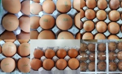 국회 농해수위, 살충제 계란 관련 업무보고