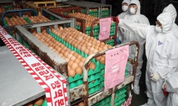 [‘살충제 계란’ 파동] ‘계란 이력제’ 의무화 안돼…외식업계도 메뉴 넣었다 뺐다 ‘혼선’