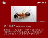 [카드뉴스] 살인개미 붉은불개미 물리면 사망?..꿀벌보다 독성 약하다