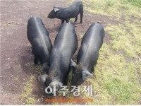 제주, 전국 유일 100% 제주산 돼지고기 음식점 지정 추진