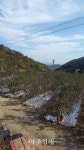영천시, 과실전문생산단지 4년 연속 선정