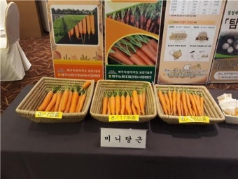 제주 '미니당근' 반응 좋아