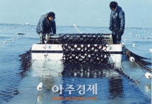 서천김6차산업화 어업회사법인 주식회사 | 서천군, 김 양식어장 황백화 현상 극복 총력 대처
