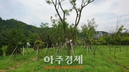 경기농식품유통진흥원, 나무은행 운영...폐기수목 공공녹화사업에 재활용