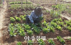 “도심 속 나만의 텃밭 가꿔보세요” 