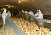 인천시, AI 완전 종식 시까지 특별방역 추진 