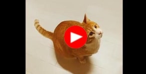 [아주동영상] 슬기로운 집사생활 2화-길고양이 중성화 