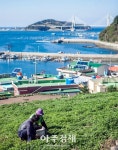청정지역 여수 거문도서 자란 해풍쑥…본격 출하  