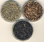 농진청 개발 ‘자색‧청색’ 다양한 색깔 보리…농가‧산업 활성화 이끈다 