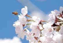 [미래의 농어촌]‘꿀산업’ 된 양봉…연 700억원 소득증대 농가 효자 