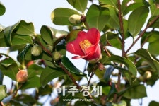 붉은 꽃길 따라 1시간 힐링 동백꽃 여심까지 물들인다 