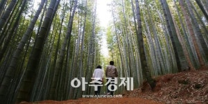 [아주동영상]400년 역사 지켜온 아홉산 숲을 아시나요?  