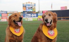 야구 배트 물어다 주는 댕댕이 더비와 루키 