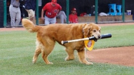 야구 배트 물어다 주는 댕댕이 더비와 루키 