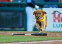야구 배트 물어다 주는 댕댕이 더비와 루키 