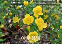 [기수정의 여행 in]숱한 위기 이겨낸 숲… 원시적 자연을 품다 
