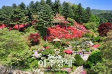 가평 아침고요수목원으로 봄꽃 나들이 떠나볼까 