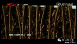 [중국포토] 60억 바퀴벌레 키우는 쓰촨공장, 지진이라도 나면… 