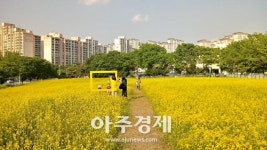 안양시 (구) 시외버스터미널 부지 유채꽃밭 조성  