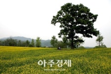 한국도자재단, 광주 곤지암도자공원에 유채꽃밭 개장 
