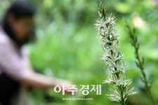 멸종위기 식물 칠보치마, 수원 칠보산에서 꽃 피웠다 