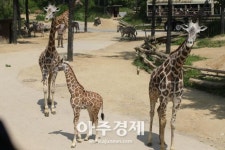 [포토] 세계 기린의 날 공개된 아기 기린 그루 