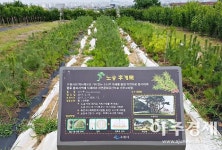 [수원시] 정조와 인연 있는 버드나무·소나무·느티나무 증식 